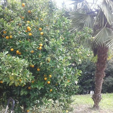Le Palme Bed and Breakfast Chieti Exteriör bild