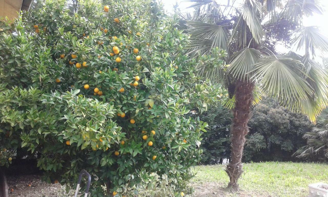 Le Palme Bed and Breakfast Chieti Exteriör bild